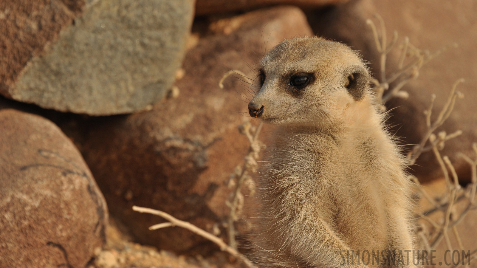 Suricata suricatta [300 mm, 1/1250 sec at f / 9.0, ISO 800]